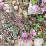 Pedicularis rostratocapitata عادت