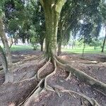 Ficus religiosa Hábitos