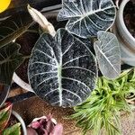 Alocasia reginulaFolha