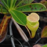 Nepenthes pervillei Habit