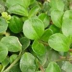 Peperomia rotundifolia Hoja