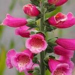 Digitalis thapsi Kwiat