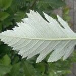 Sorbus mougeotii Levél