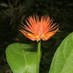 Gurania makoyana Flor