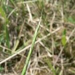 Vulpia unilateralis Flower