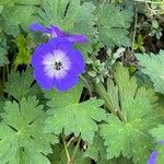 Geranium platypetalumЦвят