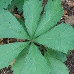 Rodgersia aesculifolia Frunză