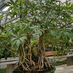 Heptapleurum arboricola 整株植物