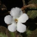 Episcia lilacina Blomst