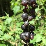 Ribes magellanicum Fruto