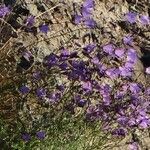 Campanula rotundifoliaŽiedas