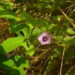 Ipomoea heterotricha Květ