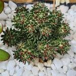 Mammillaria bocasana Leaf