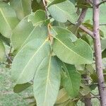 Syzygium guineense Folha