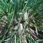 Epipactis palustrisFrukt