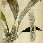 Pholidota pallida Hábito