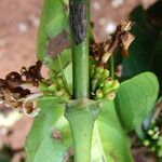 Coffea canephora Fruit