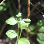 Lobelia concolor