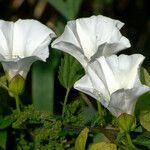 Calystegia sepium Flower