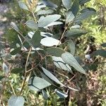 Eucalyptus polyanthemos Ліст