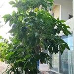 Morinda citrifolia Συνήθη χαρακτηριστικά