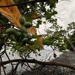 Terminalia catappa Fruit