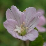 Epilobium duriaei Flower