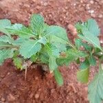 Centratherum punctatum Folla