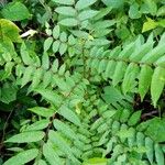 Zanthoxylum caribaeum Leaf