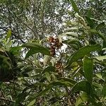 Acacia auriculiformis Fruit