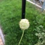 Trifolium fragiferum Plod
