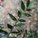 Ruscus aculeatusFrunză