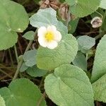 Abutilon hirtum Leaf