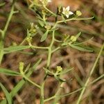 Thesium linophyllon अन्य