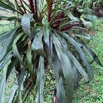Pitcairnia imbricata Hostoa