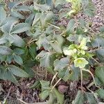 Helleborus lividus Habit