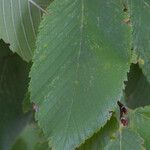 Ulmus serotina Leaf