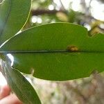 Erythroxylum laurifolium Leaf