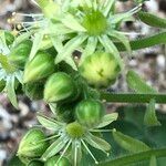 Aeonium tabulaeforme Vaisius