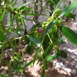 Myoporum laetumHostoa