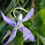 Viola riviniana Kukka