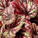 Begonia rex Leaf