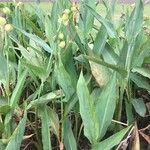 Canna glauca Hábito