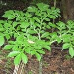 Amorphophallus paeoniifolius Alkat (teljes növény)