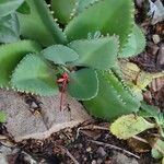 Kalanchoe ceratophylla Blatt