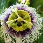 Passiflora edulis Virág