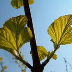 Ribes magellanicum Hoja