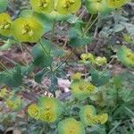 Euphorbia amygdaloides Arall