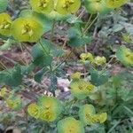 Euphorbia amygdaloides Autre