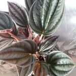 Peperomia albovittata ᱥᱟᱠᱟᱢ